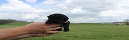 Mini Goldendoodle dogs for sale: Hazel - Ad 5