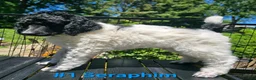 Standard Poodle dogs for sale: Seraphim - Ad 3