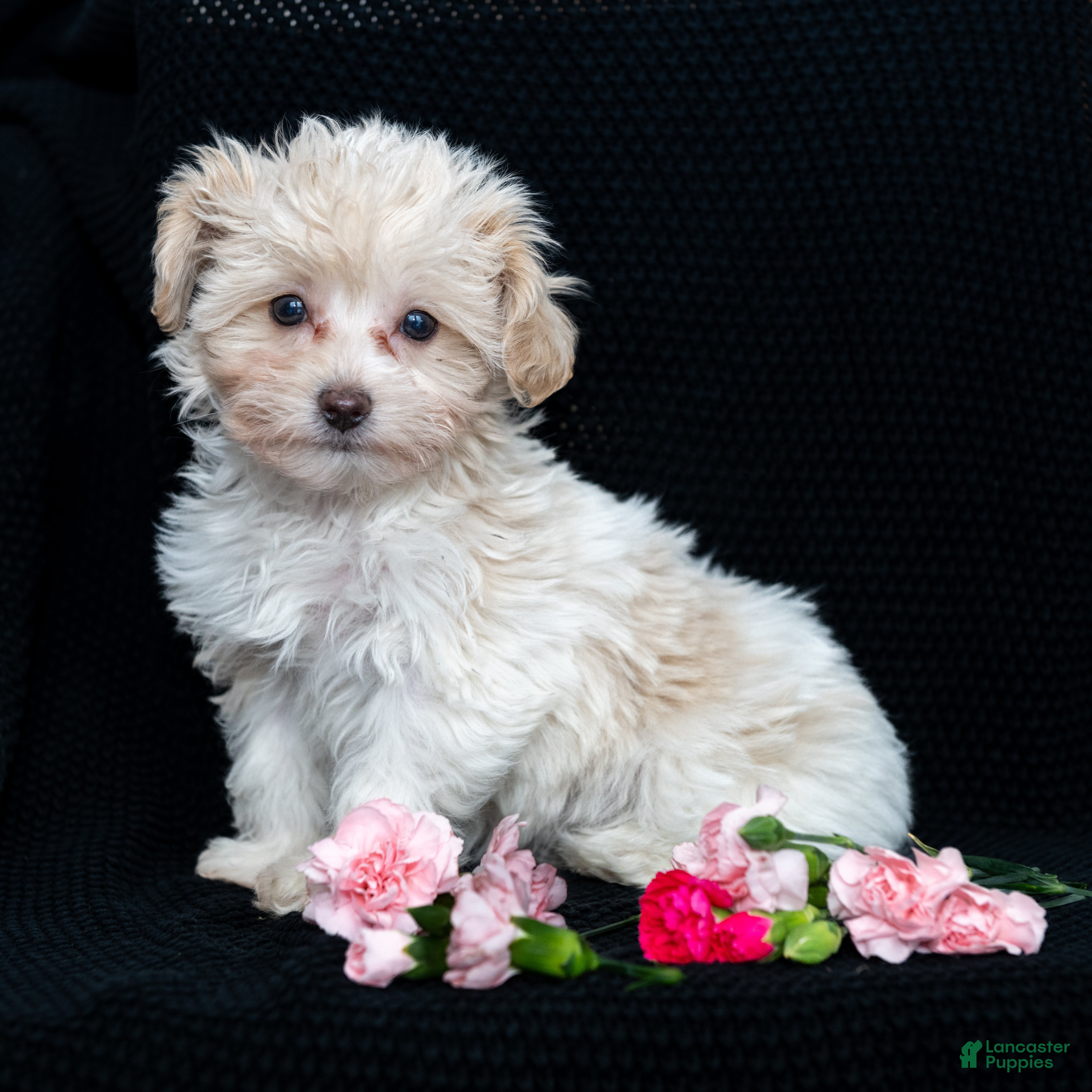 Maltipoo dogs Honey - Ad 18