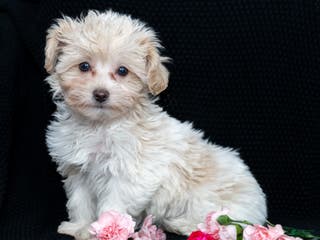 Maltipoo dogs Honey - Ad 25