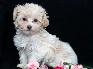 Maltipoo dogs Honey - Ad 42