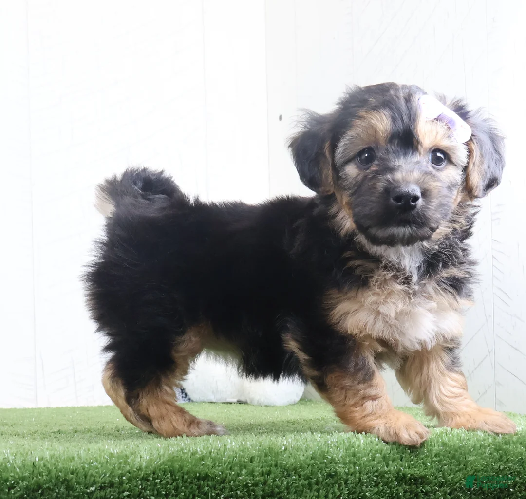 Yochon dogs for sale: Piper - Ad 5