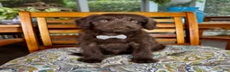 Labradoodle dogs for sale: Oscar - Ad 4