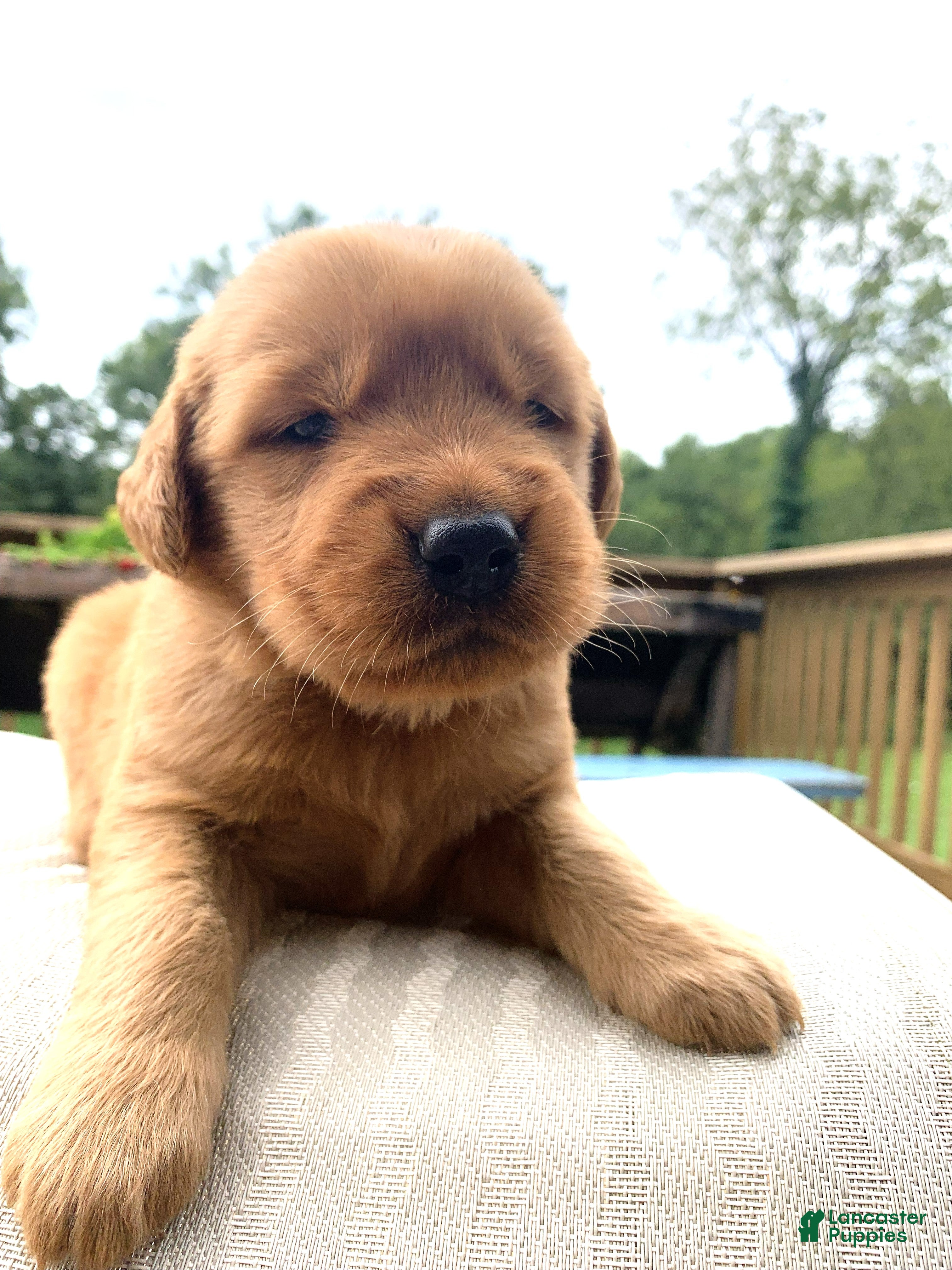 Golden Retriever dogs Rhea - Ad 1