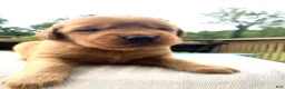 Golden Retriever dogs for sale: Rhea - Ad 1