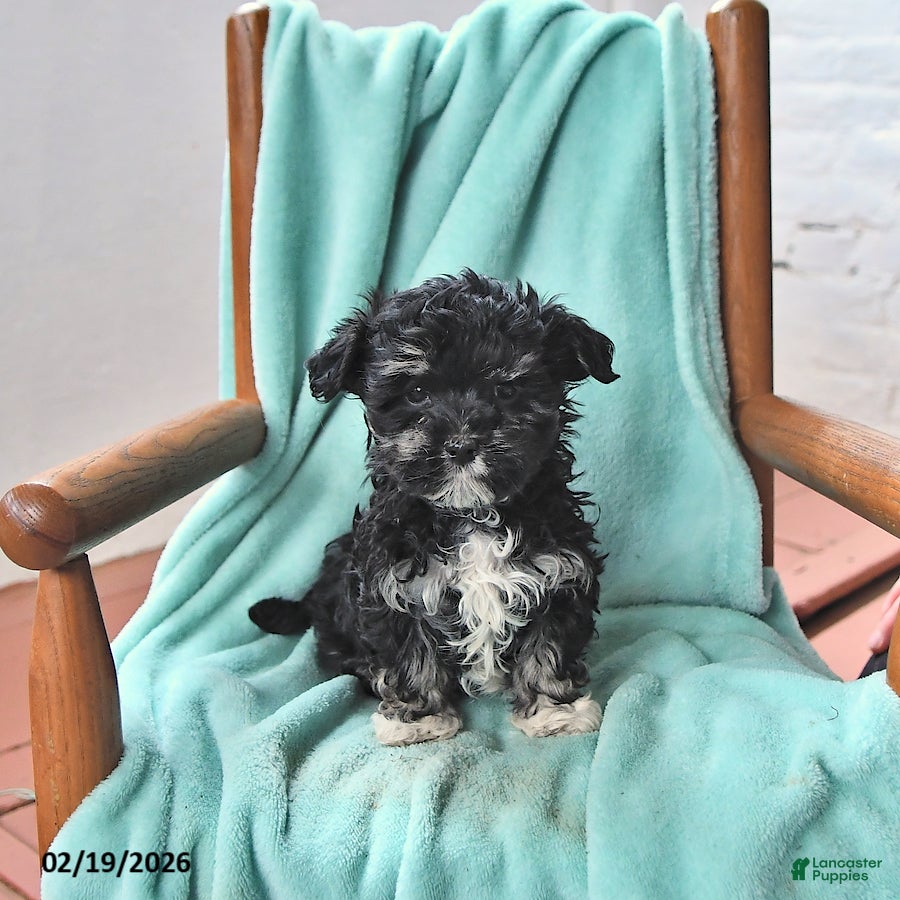Havanese dogs Kelly - Ad 1