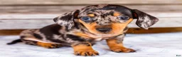 Miniature Dachshund dogs for sale: Casper - Ad 7
