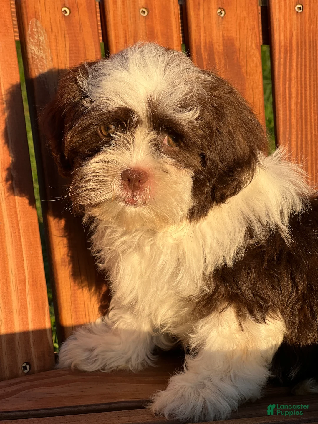 Shihpoo dogs for sale: Fendi - Ad 3