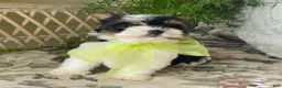 Biewer Terrier dogs for sale: Waldo - Ad 9