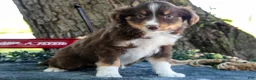Miniature Australian Shepherd dogs for sale: Biscuit - Ad 2