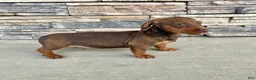 Miniature Dachshund dogs for sale: Davy - Ad 13