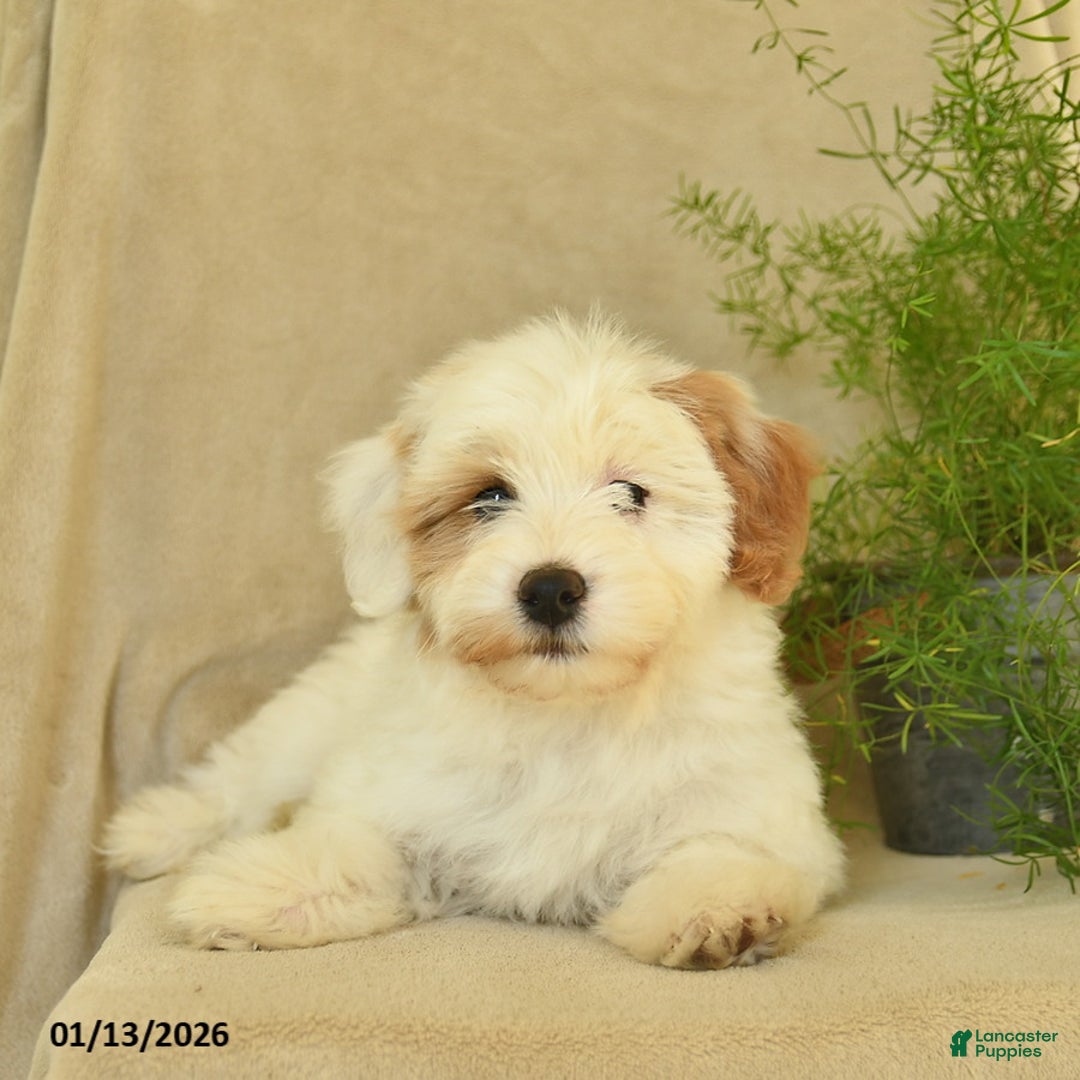 Havapoo dogs for sale: Lancelot - Ad 5