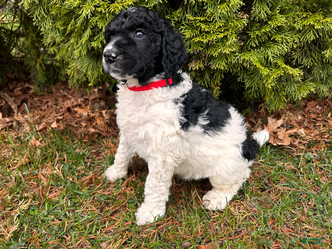 Standard Poodle dogs for sale: ⚓️Bouy-AKC Standard🐩 - Ad 1
