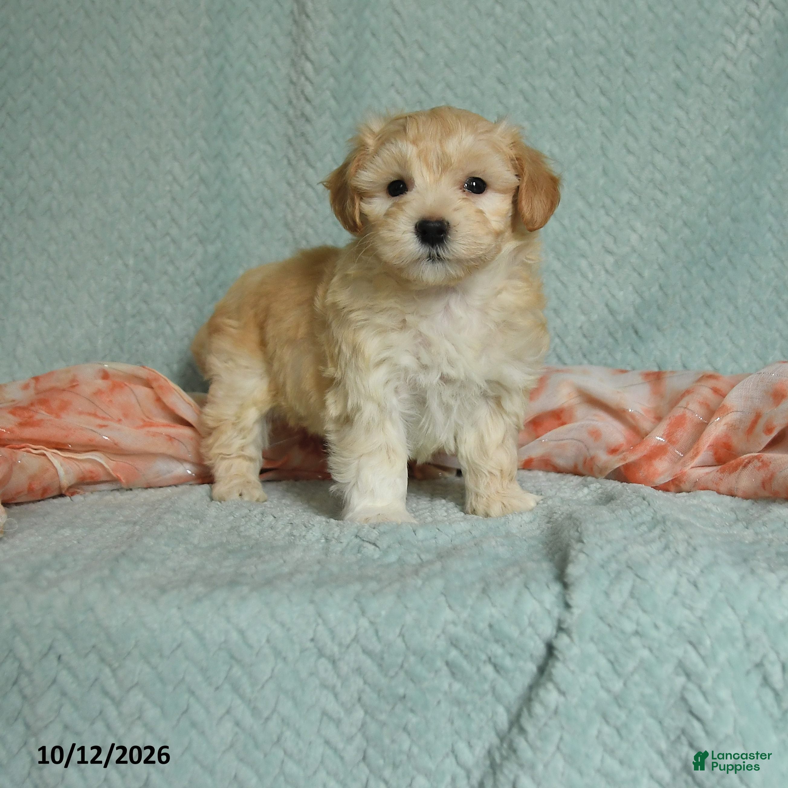 Maltipoo dogs for sale: Denny - Ad 1