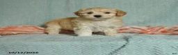 Maltipoo dogs for sale: Denny - Ad 1