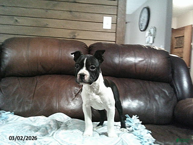 Boston Terrier dogs Heidi - Ad 2