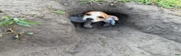 Jack Chi dogs for sale: Jack Chi 1 - Ad 6