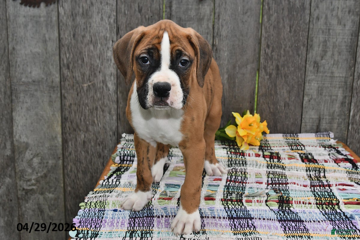 Boxer dogs Ben - Ad 2