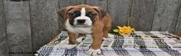 Boxer dogs for sale: Ben - Ad 2