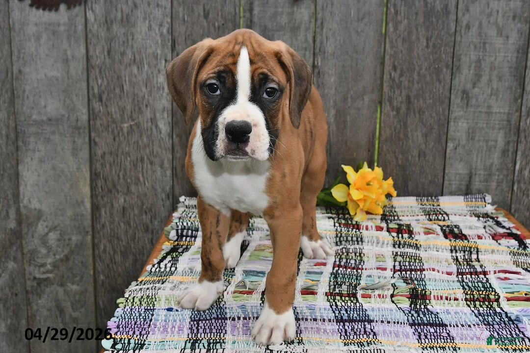 Boxer dogs for sale: Ben - Ad 2