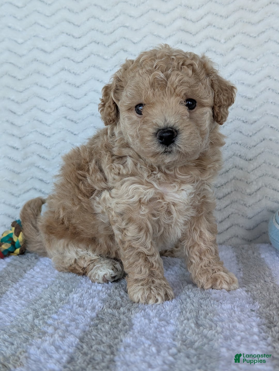 Bichpoo dogs for sale: Darla - Ad 5