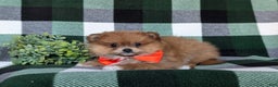 Pomeranian dogs for sale: Conway - Ad 6