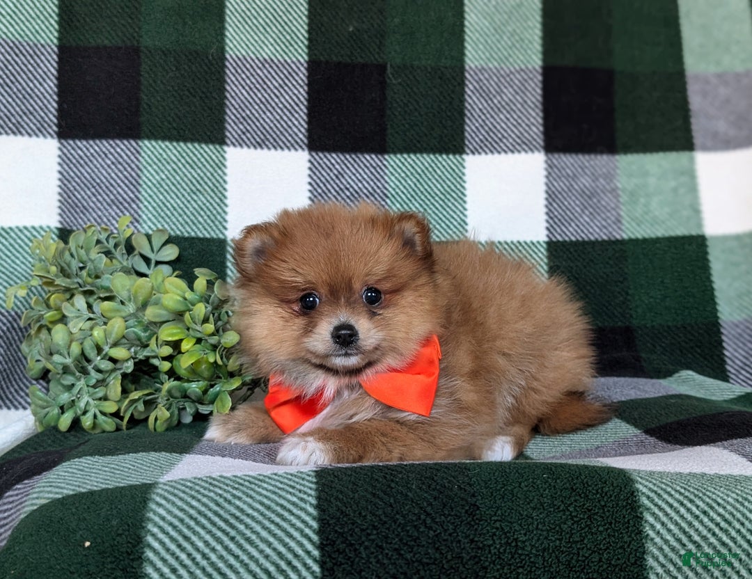 Pomeranian dogs for sale: Conway - Ad 6