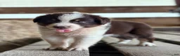 Australian Shepherd dogs for sale: Clay - Ad 6