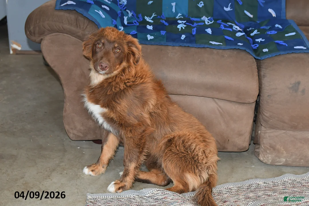 Mixed Breed dogs for sale: Chloe - Ad 2