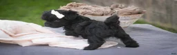 Havanese dogs for sale: Maltilda Havanese - Ad 14