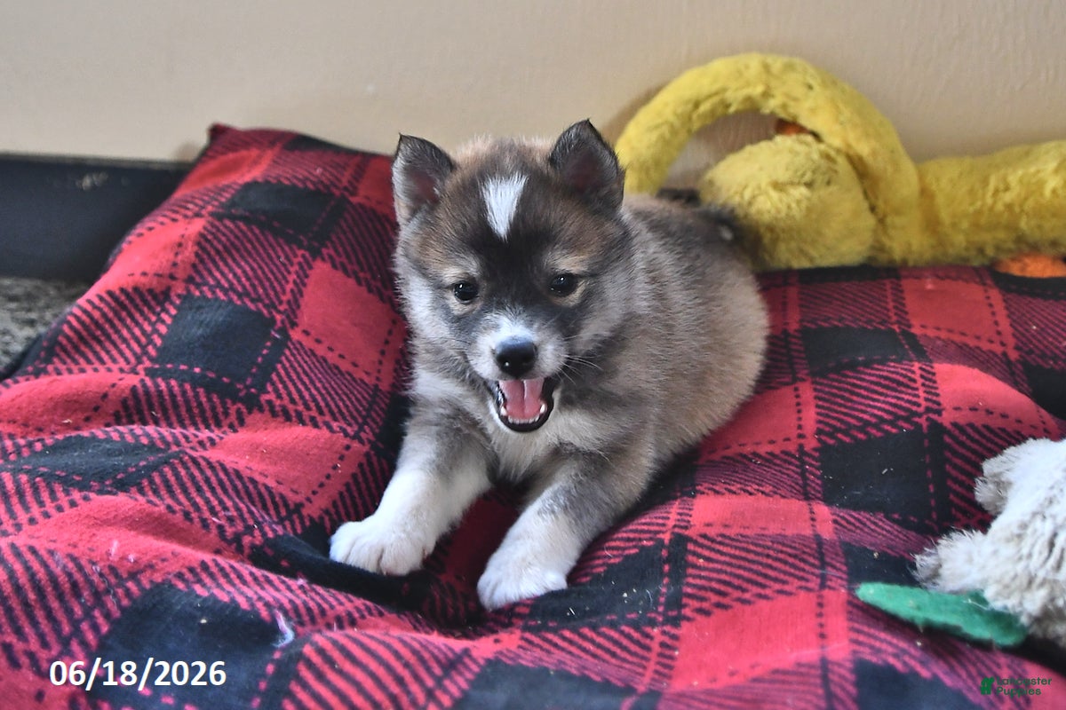 Pomsky dogs Alice - Ad 2