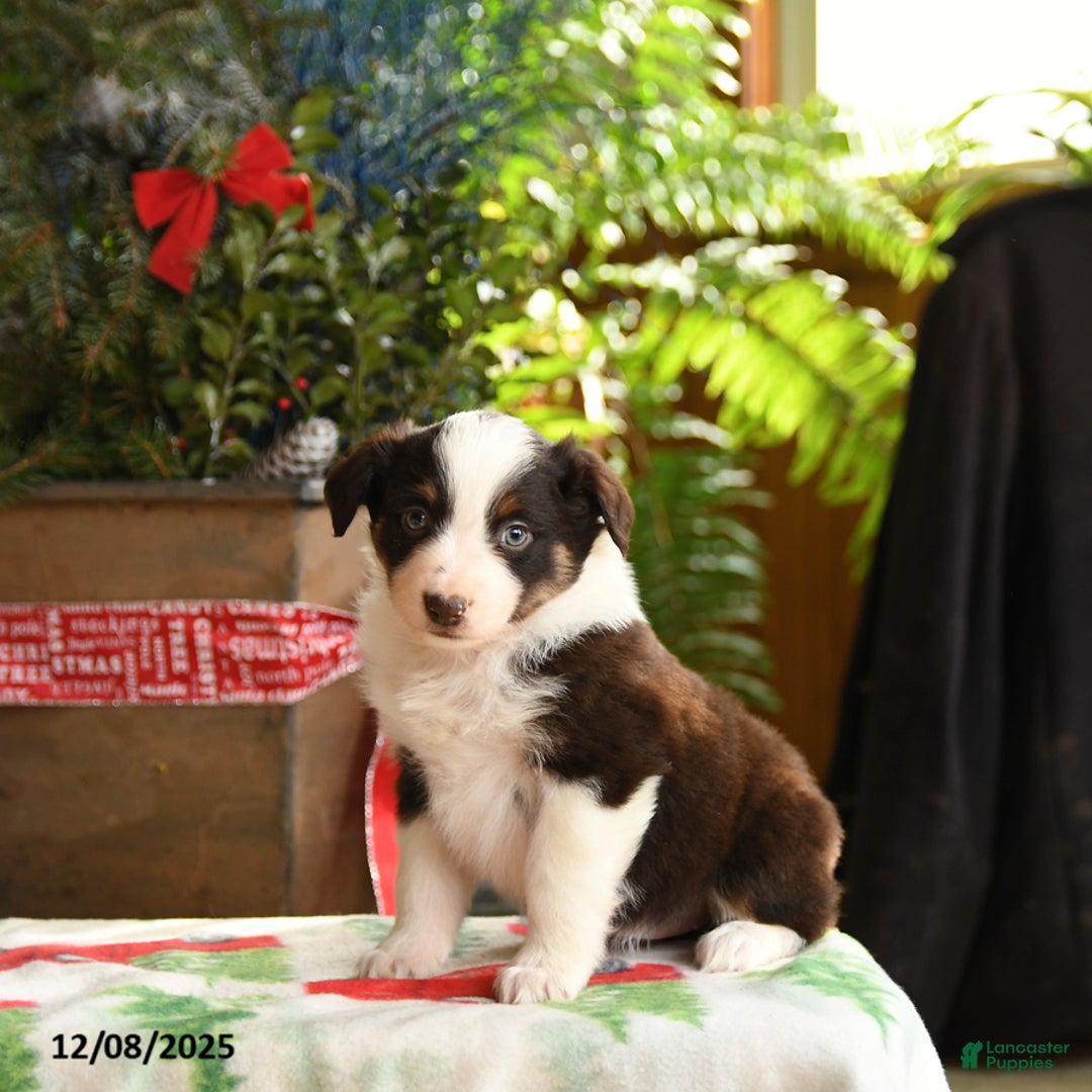 Australian Shepherd dogs for sale: Amy - Ad 4