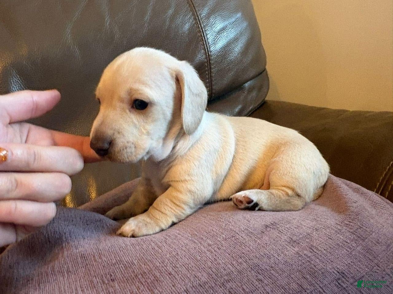 Miniature Dachshund dogs Miniature Dachshund 2 - Ad 1