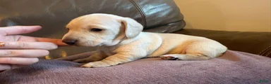 Miniature Dachshund 2