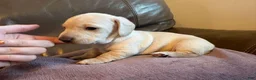 Miniature Dachshund dogs for sale: Miniature Dachshund 2 - Ad 1