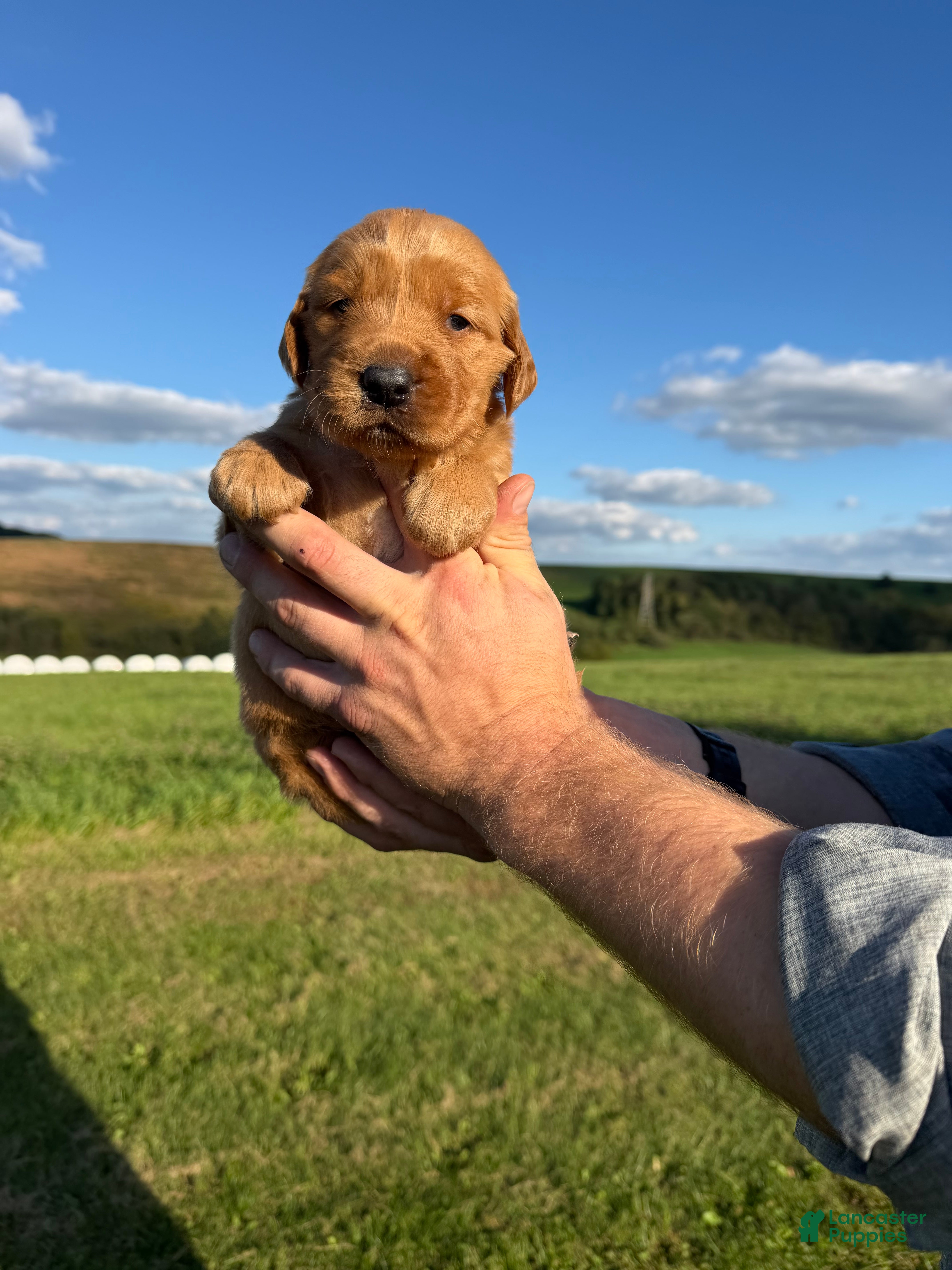 Golden Retriever dogs Honey - Ad 1
