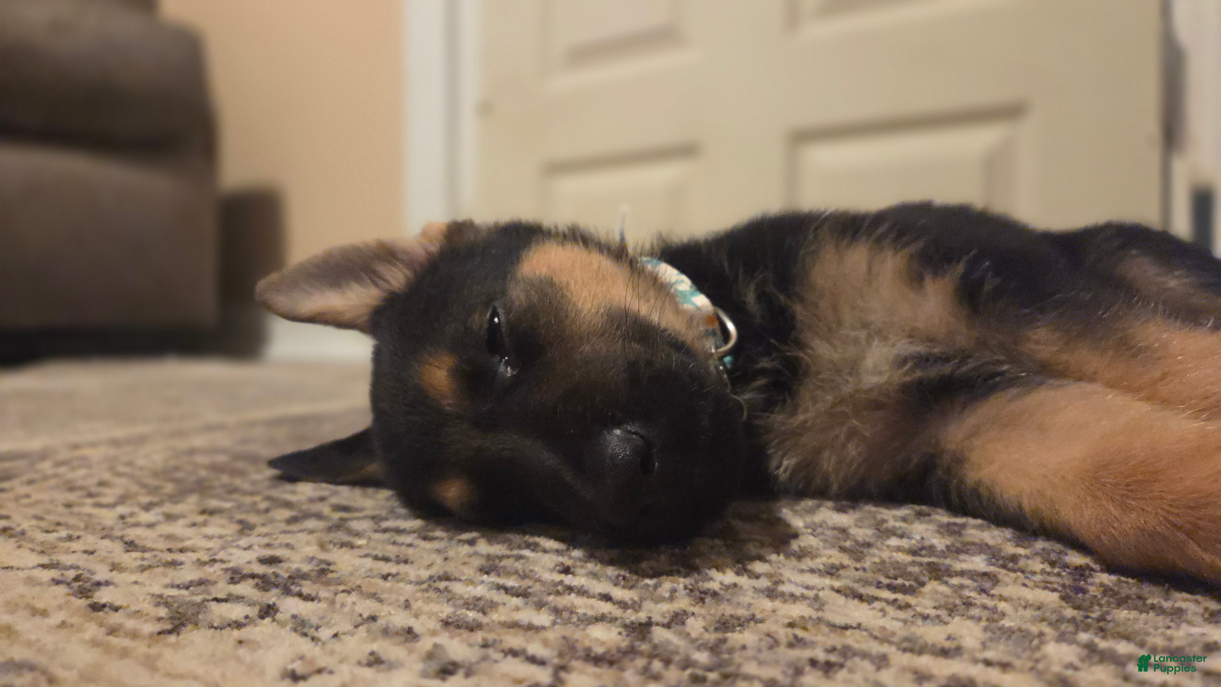 German Shepherd dogs Shadow - Ad 2