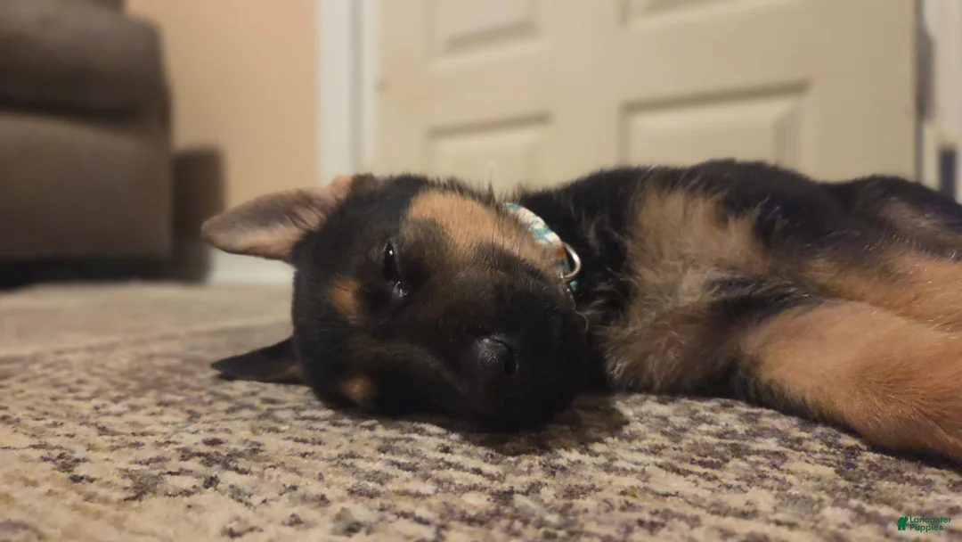 German Shepherd dogs for sale: Shadow - Ad 2