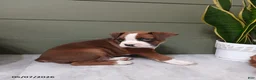 Boxer dogs for sale: Rolex - Ad 6