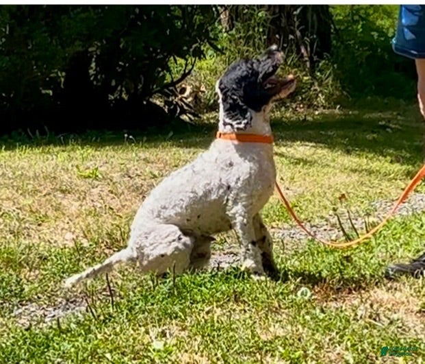 Cockapoo dogs for sale: Buddy - Ad 1