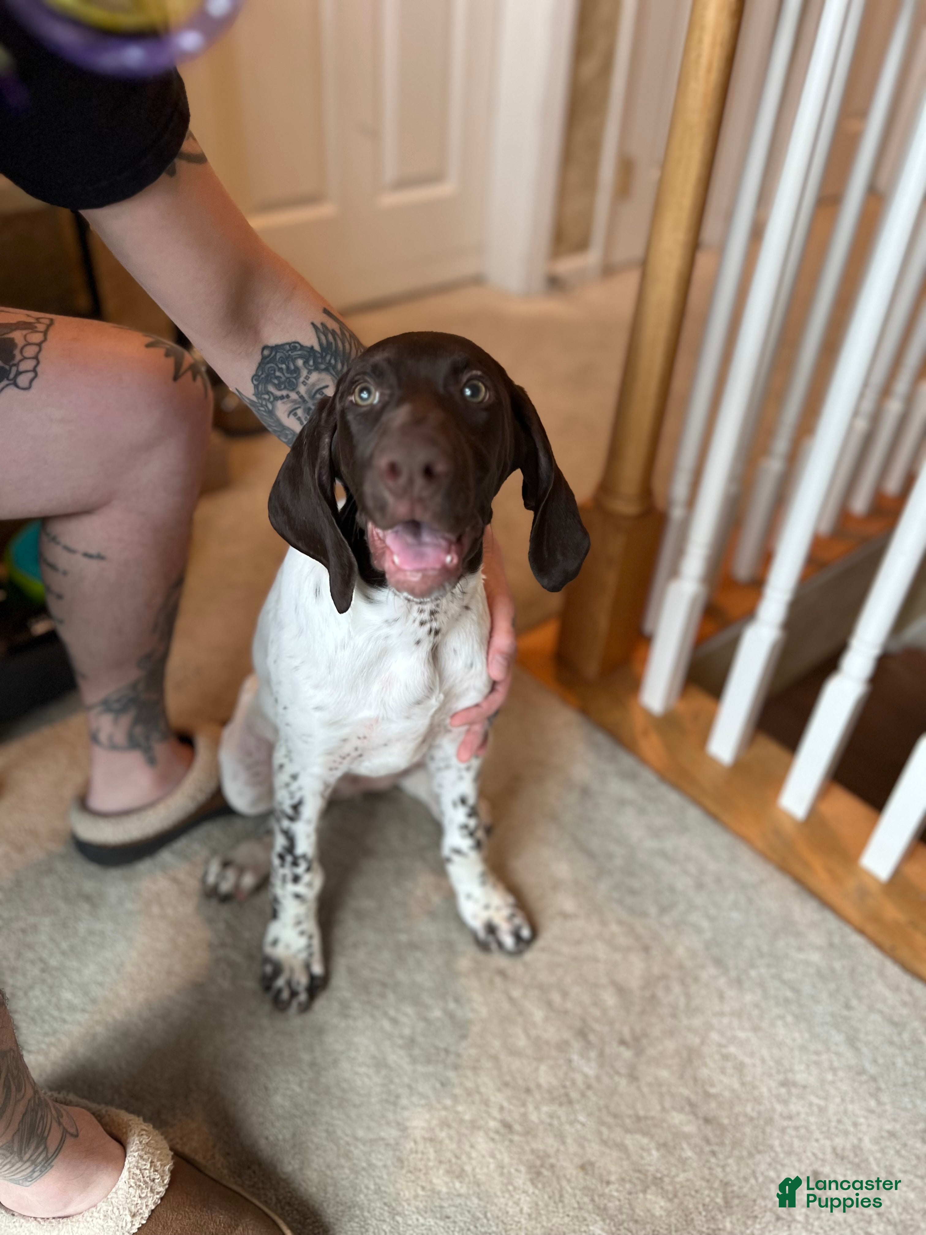 German Shorthaired Pointer dogs German Shorthaired Pointer Puppy 1 - Ad 2