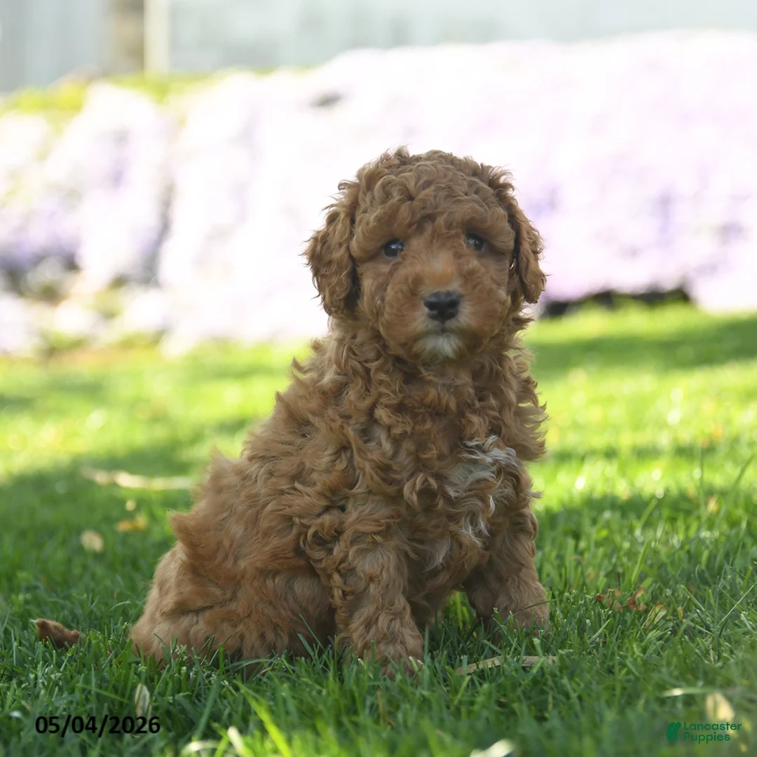 Mini Aussiedoodle dogs for sale: Cinnamon - Ad 1