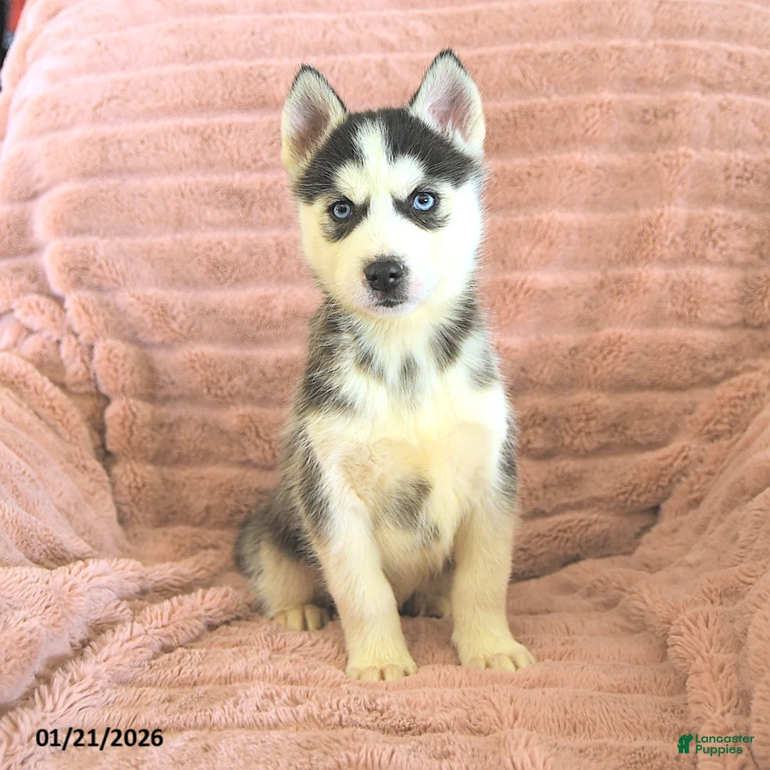 Siberian Husky dogs for sale: Ryder - Ad 2