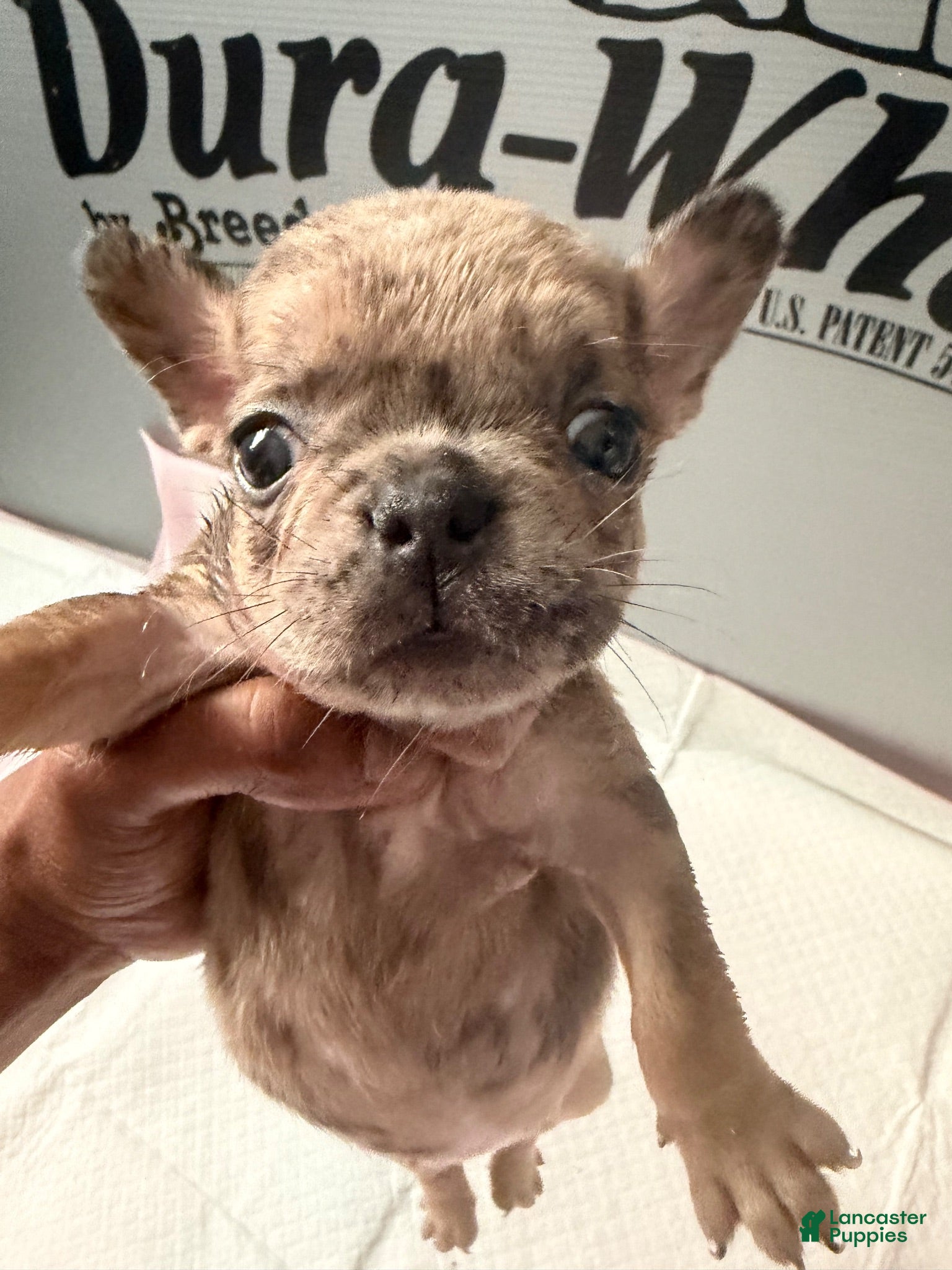 French Bulldog dogs French Bulldog 3 - Ad 3