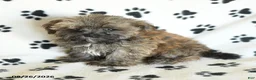 Shorkie dogs for sale: Ike - Ad 3