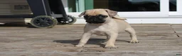 Pug dogs for sale: Leo - Ad 2
