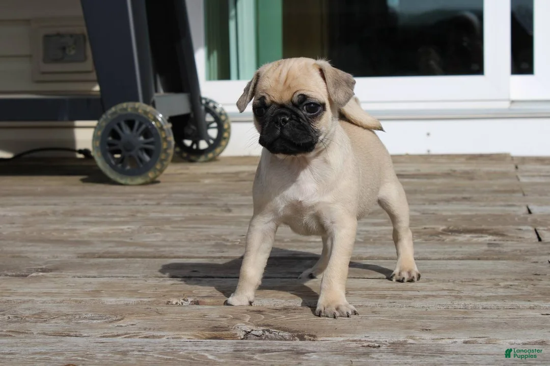 Pug dogs for sale: Leo - Ad 2