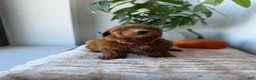Mini Goldendoodle dogs for sale: Armani - Ad 8