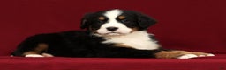 Bernese Mountain Dog dogs for sale: Shane - Ad 4