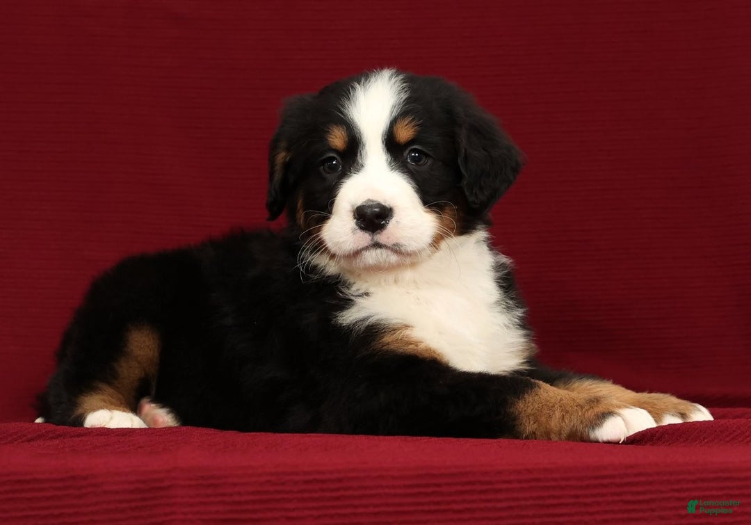 Bernese Mountain Dog dogs for sale: Shane - Ad 4